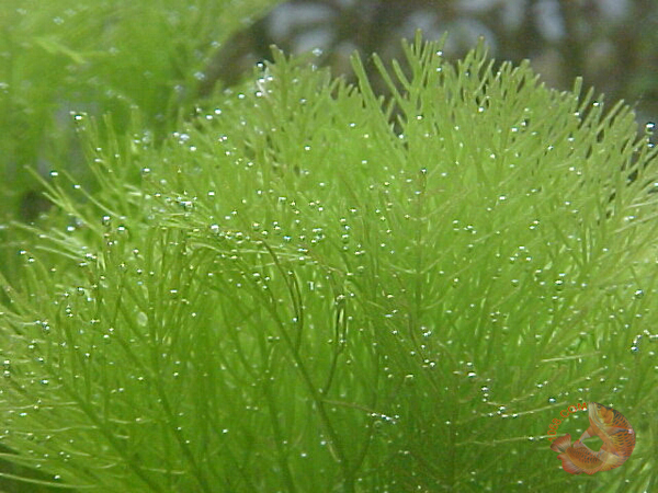LimNophila aquatica Đại Bảo Tháp